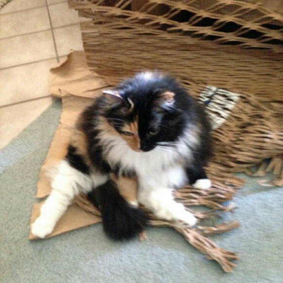 Meet your Posher, C4T_N4NCY! - Picture 8 of 8